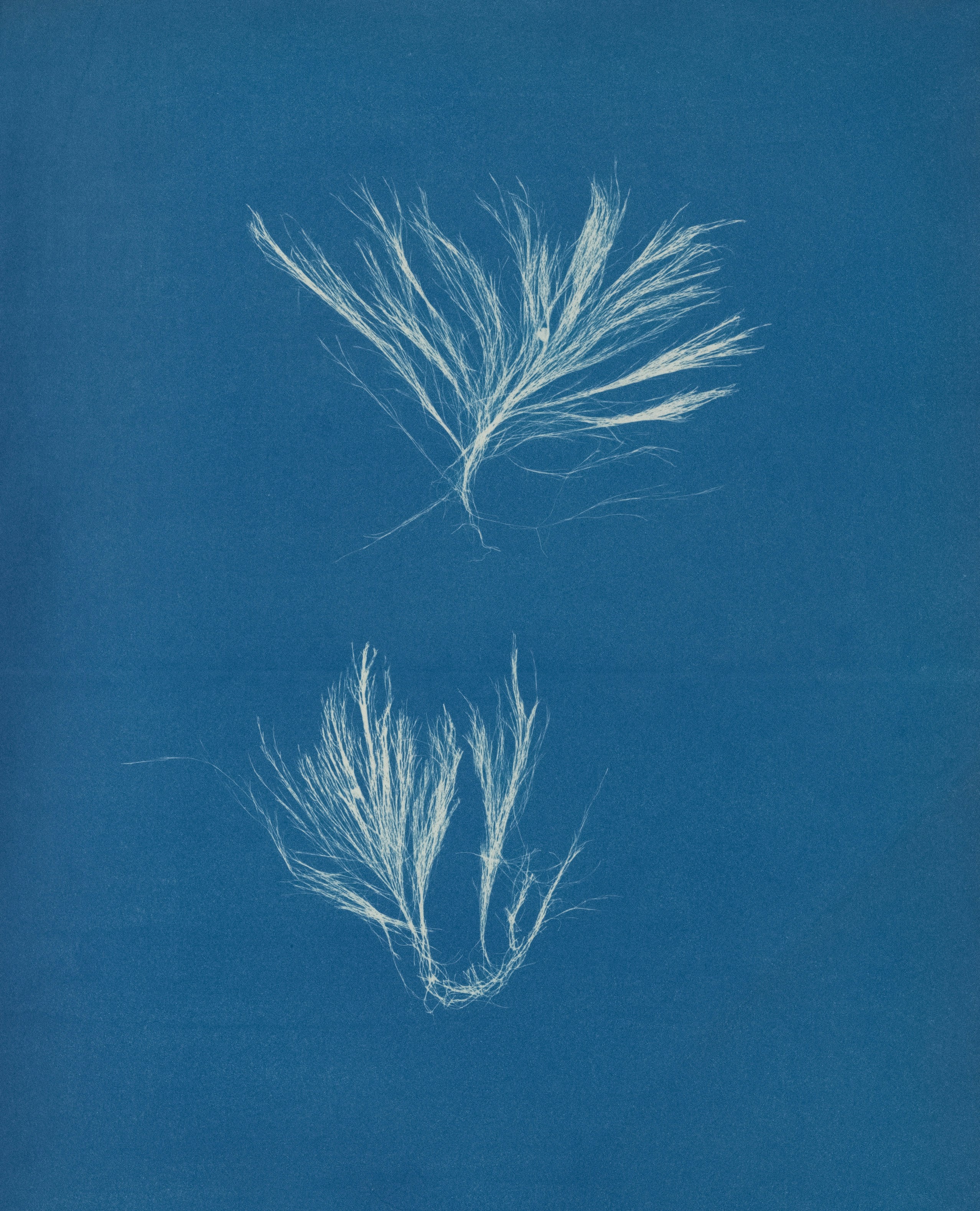 Cyanotype botanical print