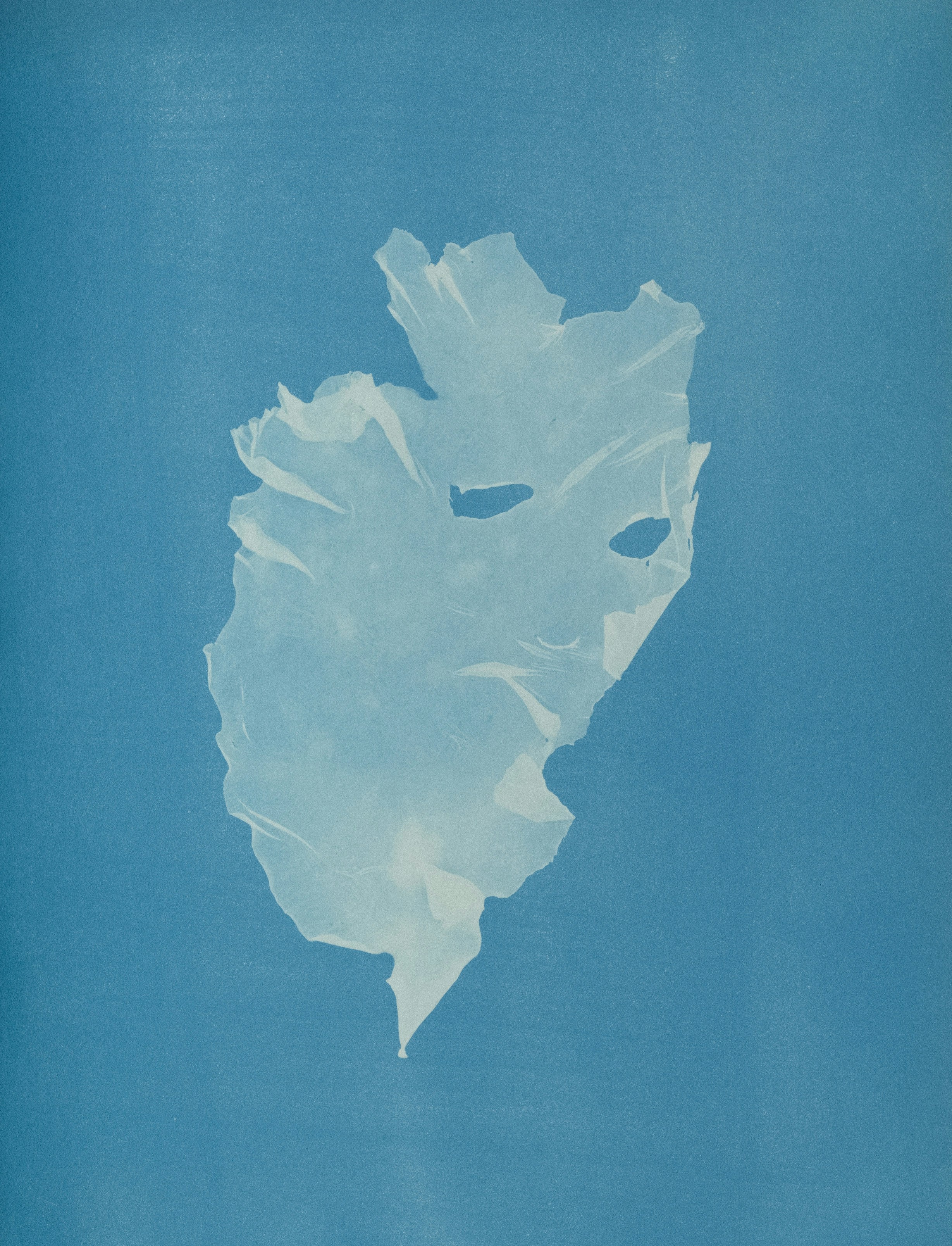 Cyanotype botanical print