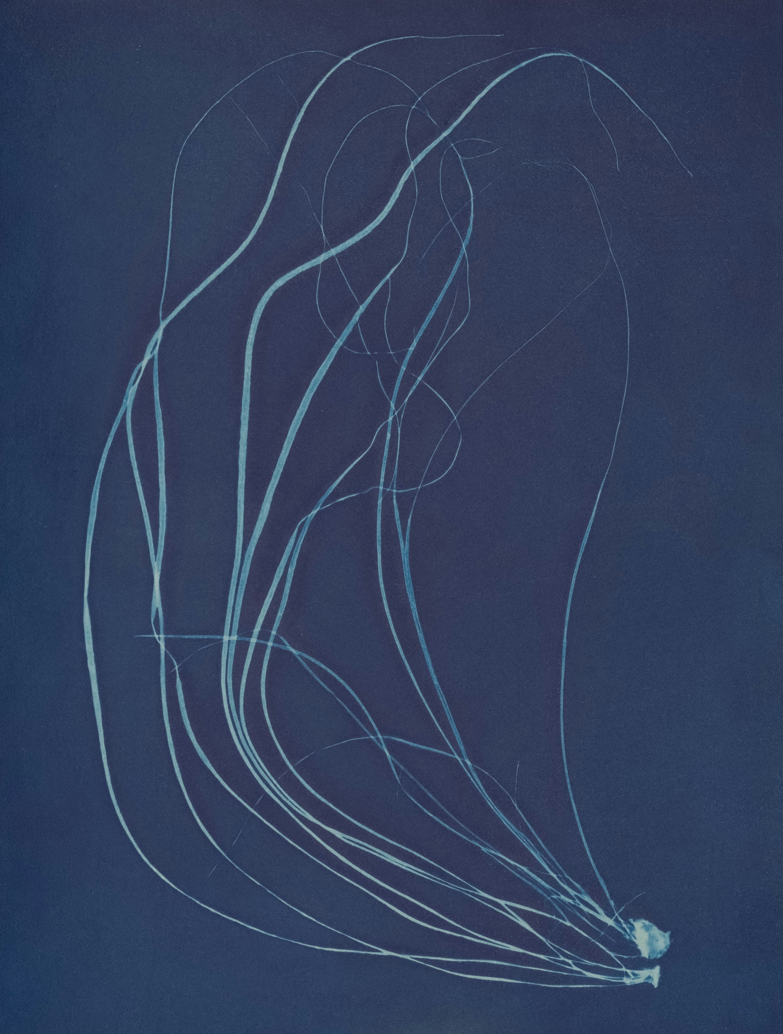 Cyanotype botanical print